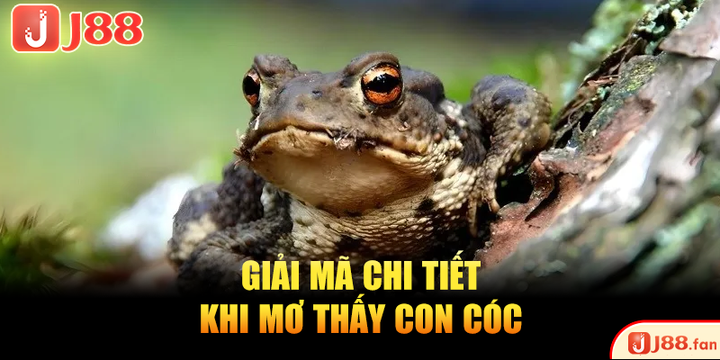 Giải mã chi tiết khi mơ thấy con cóc