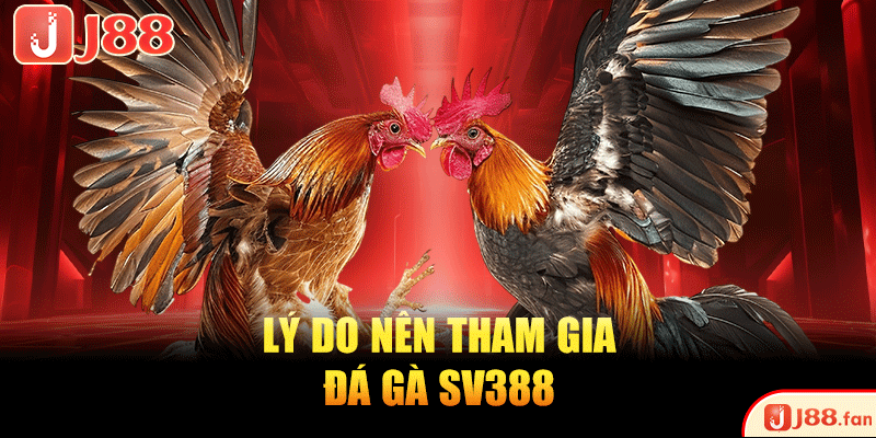 Lý do nên tham gia đá gà SV388