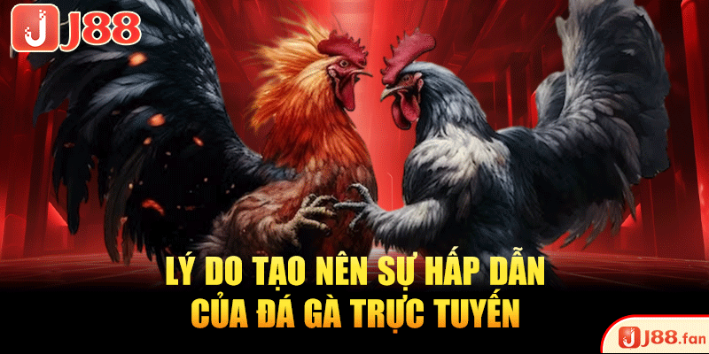 Lý do tạo nên sự hấp dẫn của đá gà trực tuyến